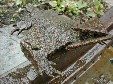Horned Toad