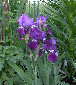 Cool blue in the green...