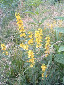 yellowmeadowflower.jpg