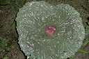 butterfly & bird bath.jpg