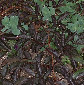 sambucus1.JPG