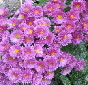 Mums again 04 2.jpg