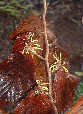 Hamamelis x intermedia