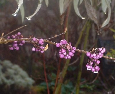 Callicarpa bodnieri