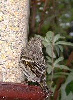 siskin12.JPG