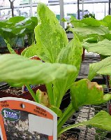 Royal Standard with classic HVX symptoms on a dark green leaf.