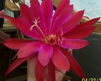 pinkish/reddish and HUGE flower