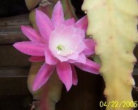 Light Pink