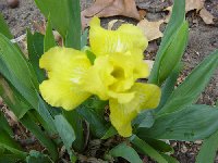 YellowIriscopy.jpg