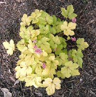 heucherella.jpg