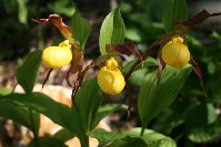 Cyp. parviflorum