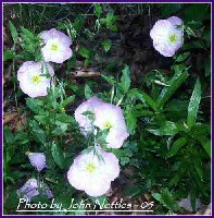 Missouri Primrose-JB-05.jpg