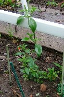 candy corn first planted.jpg