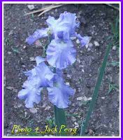 Lavender Iris-Clump -- JP.jpg