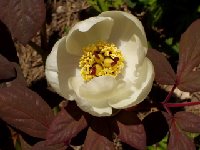 P. obovata.jpg