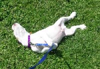 rolling in grass mgi.jpg