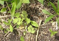 Take a look ~ it's the one with the scalloped leaves near the lily seedlings.