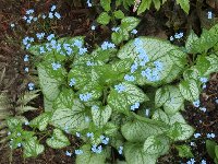 brunnera Jack Frost.jpg
