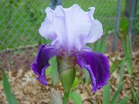 Sharon's ? Neglecta