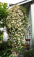 Clematis Marjorie2 060105.jpg