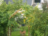 laburnum.jpg