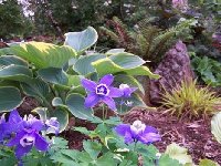 Blue and White Columbine1.jpg