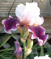 iris unknown2-small.jpg