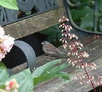 bird1.JPG