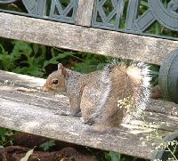 squirrel1.JPG