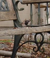 junco3.JPG