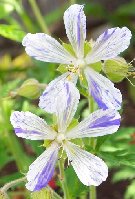Geranium Splish Splash 061005.jpg