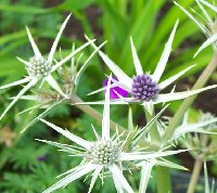 Not sure which eryngium this is, but I love it :)