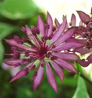 Astrantia Claret 061005.jpg