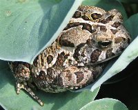 IMG_0948 Frog 2.jpg