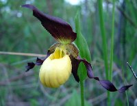 yellow lady slipper