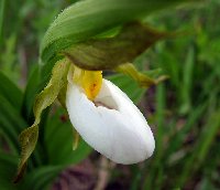 white lady slipper