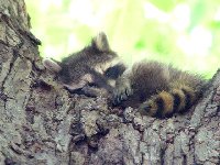 babycoon.jpg