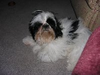 The wicked one Taz