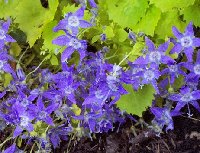 Campanula Dicksons Gold 062305.jpg