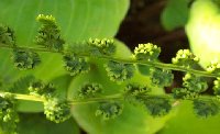 Athyrium frizelliae 062305.jpg