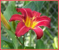 Bi-tone Daylily.jpg