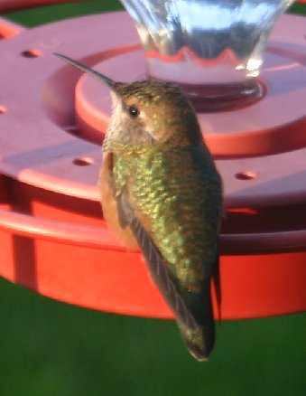 Hummer2 062305.jpg