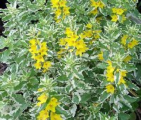 Lysimachia punctata 'Alexander'