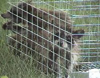 This one almost appeared tame as the others worked on their escape plans to chew threw the wires!