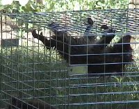They have great climbing skills with those long claws &amp; teeth!