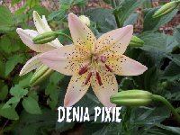 Denia Pixie.jpg