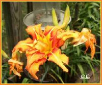 Orange Daylily-Heat Hurt (2).jpg