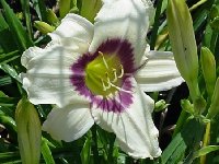 daylily 5-21-05.JPG