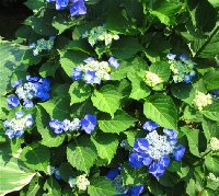 IMG_0068 Nachtigall 2 (Custom).jpg
