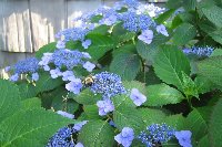 IMG_1177 Blue Billow July 14, 2005.jpg